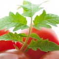 برگ گوجه فرنگی Tomato Leaf